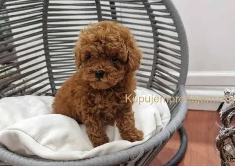 Registrovana odgajivacnica Hopy queen poodle - 4/5