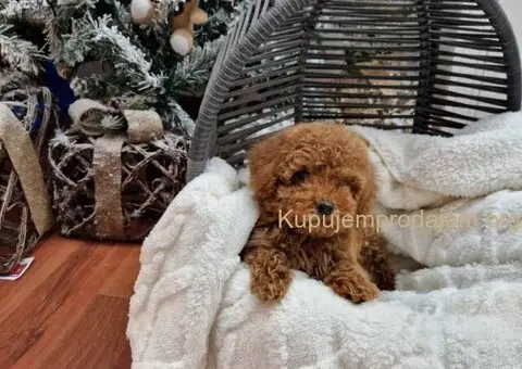 Registrovana odgajivacnica Hopy queen poodle - 5/5