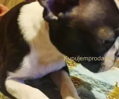 Boston terijer dve devojčice I tri dečaka