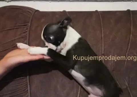 Boston terijer dve devojčice I tri dečaka - 2/10