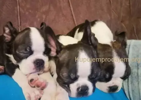 Boston terijer dve devojčice I tri dečaka - 3/10
