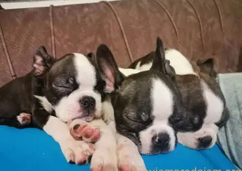 Boston terijer dve devojčice I tri dečaka - 4/10