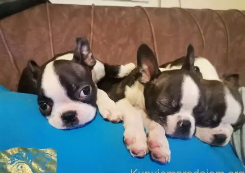 Boston terijer dve devojčice I tri dečaka - 5/10