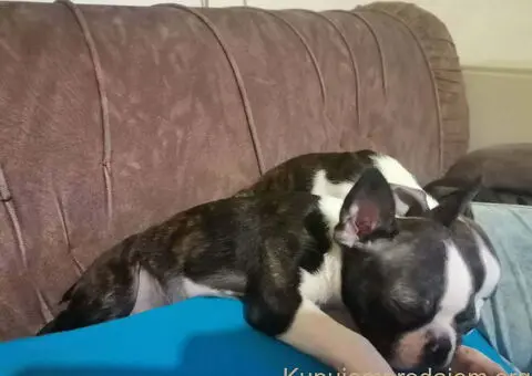 Boston terijer dve devojčice I tri dečaka - 7/10