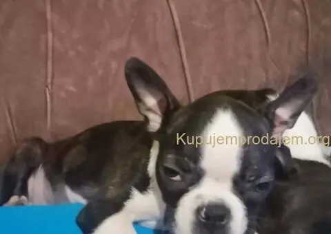 Boston terijer dve devojčice I tri dečaka - 8/10