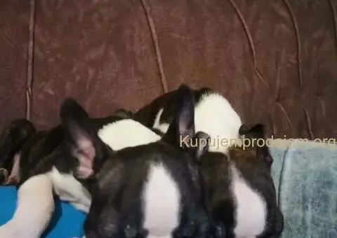 Boston terijer dve devojčice I tri dečaka - 9/10