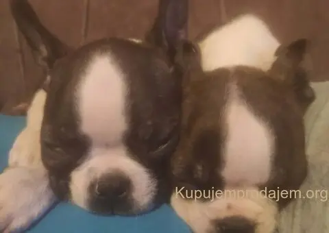 Boston terijer dve devojčice I tri dečaka - 10/10