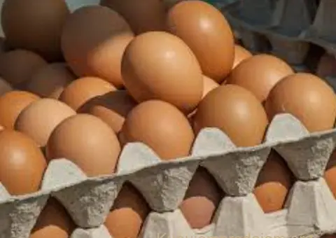 Prodajem kokosja jaja-vojvodina