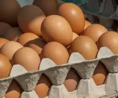 Prodajem kokosja jaja-vojvodina