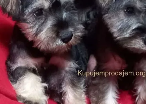 Štenci patuljastog šnaucera - 1/7