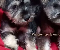 Štenci patuljastog šnaucera