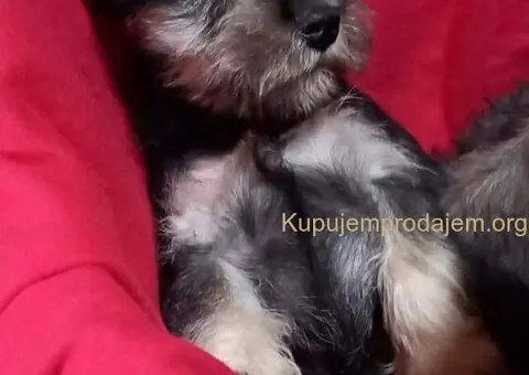 Štenci patuljastog šnaucera - 2/7