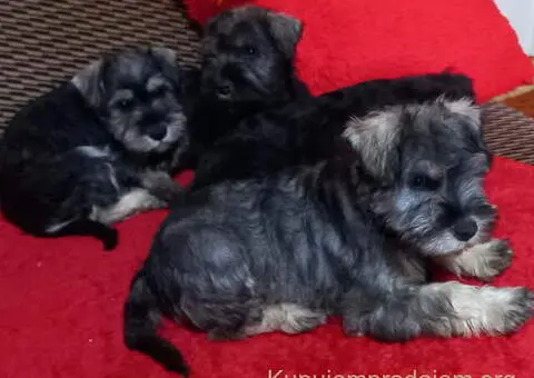 Štenci patuljastog šnaucera - 3/7
