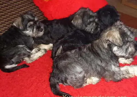 Štenci patuljastog šnaucera - 4/7