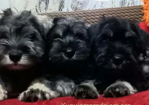 Štenci patuljastog šnaucera - 6/7