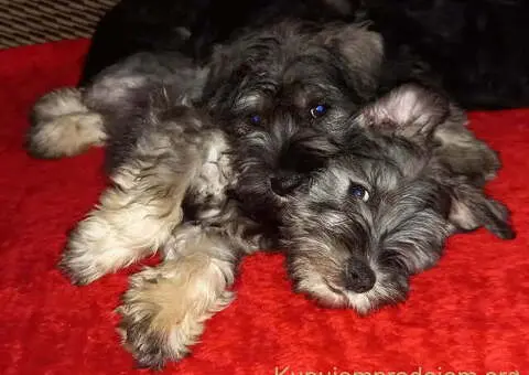 Štenci patuljastog šnaucera - 7/7