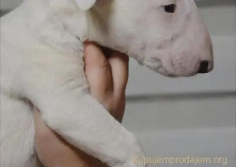 Bulterijer vrhunski štenci - 1/14