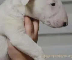 Bulterijer vrhunski štenci