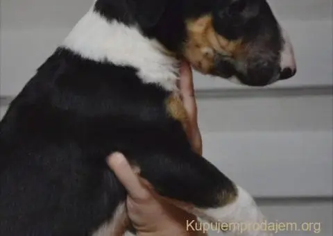 Bulterijer vrhunski štenci - 2/14