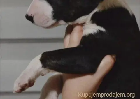 Bulterijer vrhunski štenci - 3/14