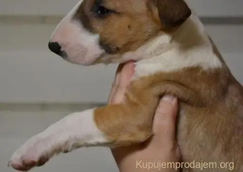 Bulterijer vrhunski štenci - 4/14