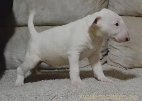 Bulterijer vrhunski štenci - 5/14