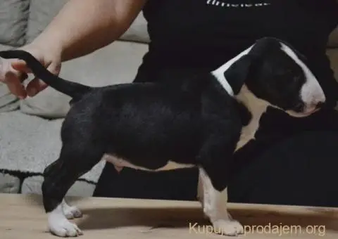 Bulterijer vrhunski štenci - 6/14