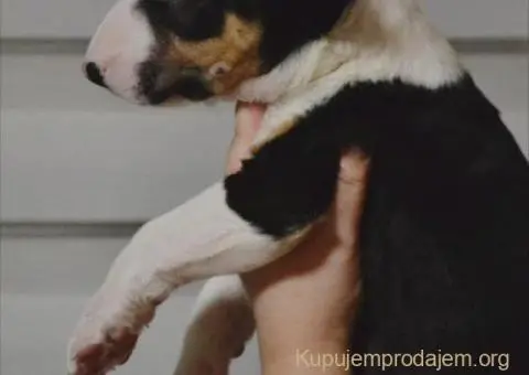 Bulterijer vrhunski štenci - 7/14