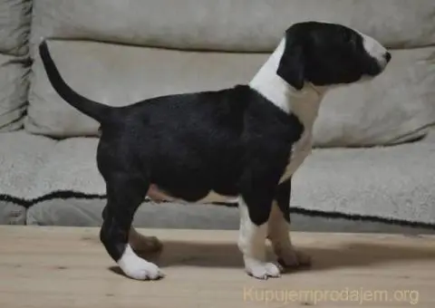 Bulterijer vrhunski štenci - 8/14