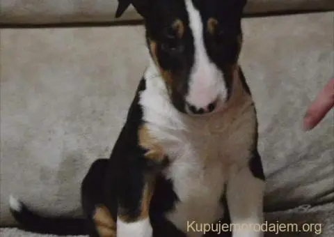 Bulterijer vrhunski štenci - 10/14