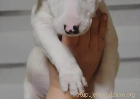 Bulterijer vrhunski štenci - 11/14