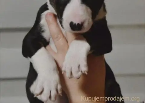 Bulterijer vrhunski štenci - 12/14