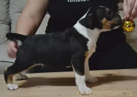 Bulterijer vrhunski štenci - 13/14