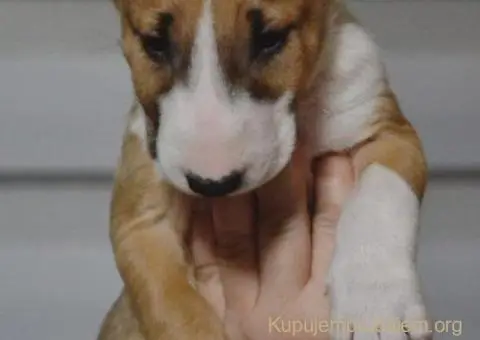 Bulterijer vrhunski štenci - 14/14