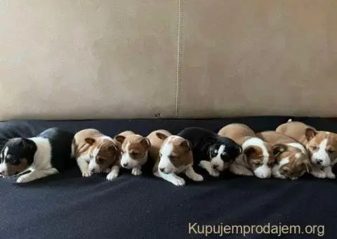 Basenji (Basendži) štenci crveno-beli i trobojni - 1/4