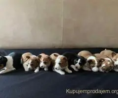 Basenji (Basendži) štenci crveno-beli i trobojni