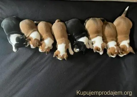 Basenji (Basendži) štenci crveno-beli i trobojni - 2/4