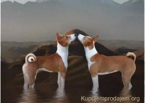 Basenji (Basendži) štenci crveno-beli i trobojni - 3/4