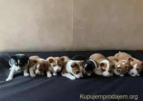Basenji (Basendži) štenci crveno-beli i trobojni - 4/4