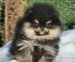 Pomeranac BOO medvedići