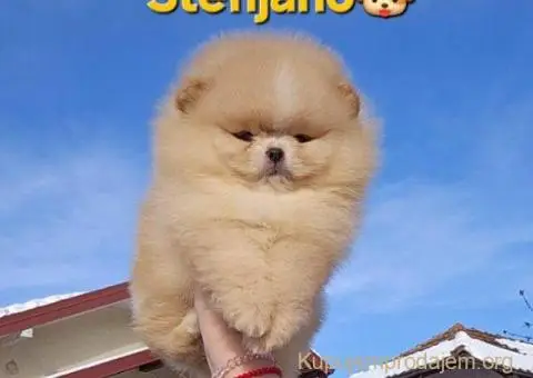 Pomeranac BOO medvedići - 2/10