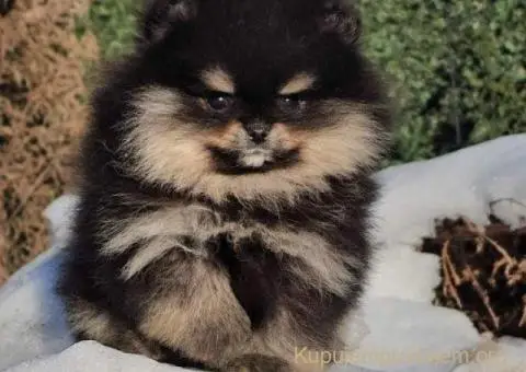 Pomeranac BOO medvedići - 3/10