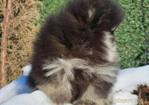 Pomeranac BOO medvedići - 4/10