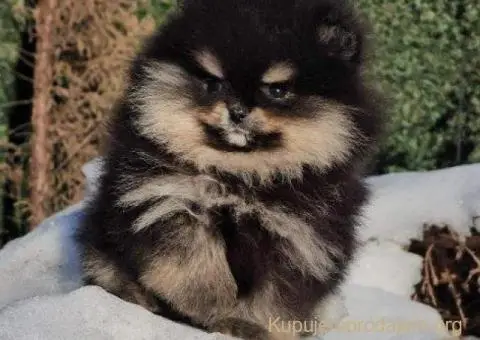 Pomeranac BOO medvedići - 5/10