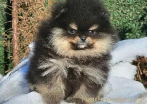 Pomeranac BOO medvedići - 6/10