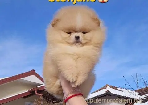 Pomeranac BOO medvedići - 7/10