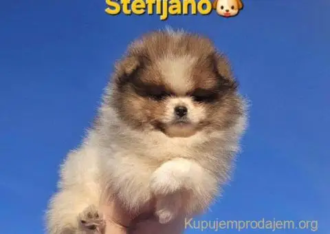 Pomeranac BOO medvedići - 8/10