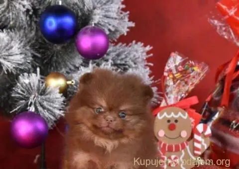 Pomeranac BOO medvedići - 9/10