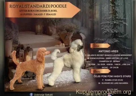 U ponudi štenci Kraljevske pudle vrhunskog porekla