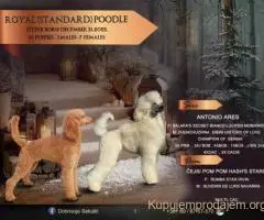 U ponudi štenci Kraljevske pudle vrhunskog porekla